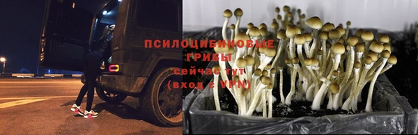 твердый Ладушкин